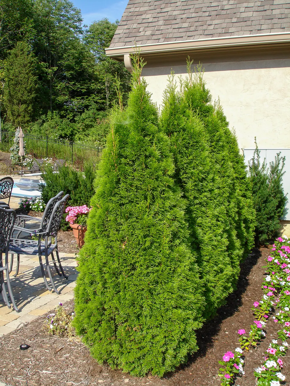 Row of arborvitae trees creating a living privacy screen beside a patio