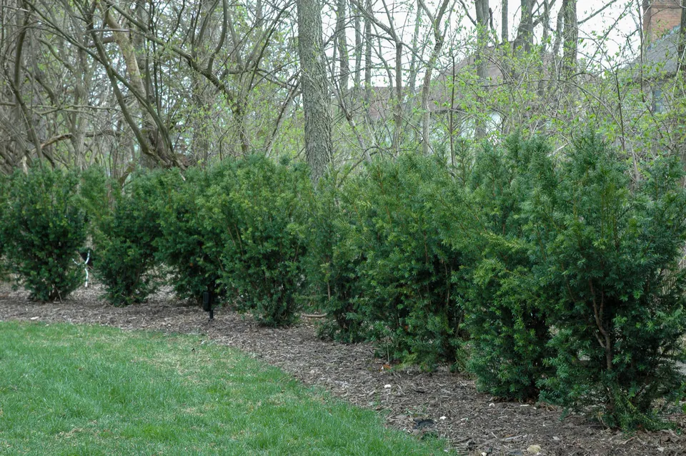 Evergreen hedge used as a living privacy screen along a lawn and woodland edge