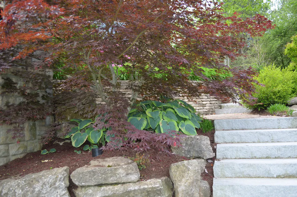 Granite slab steps climbing beside a stone wall with a Japanese maple and boulders