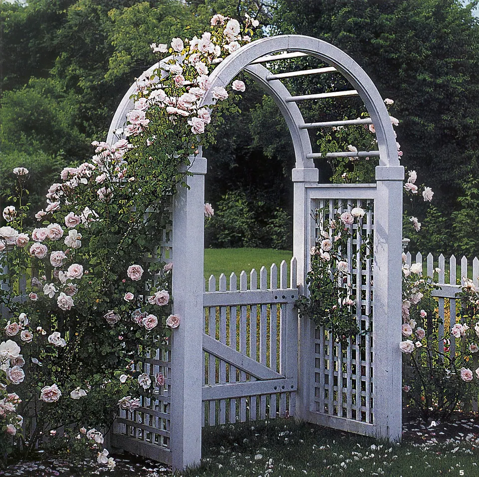 White arched arbor with a lattice gate, covered in pale pink climbing roses, in a picket fence