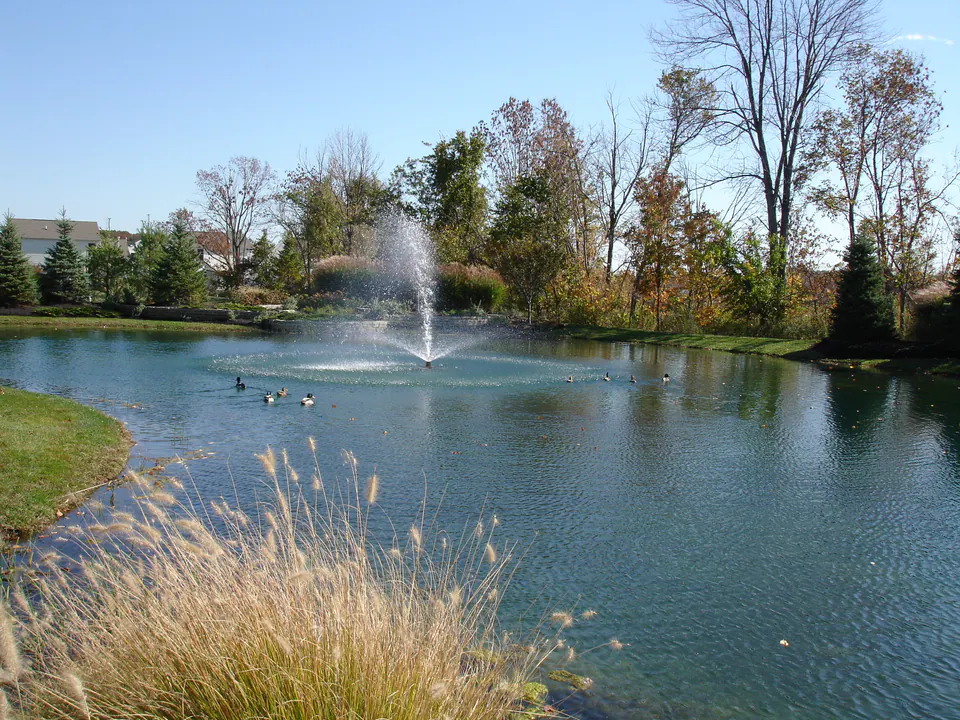 Pond with a fountain and ducks, edged by ornamental grasses and fall trees