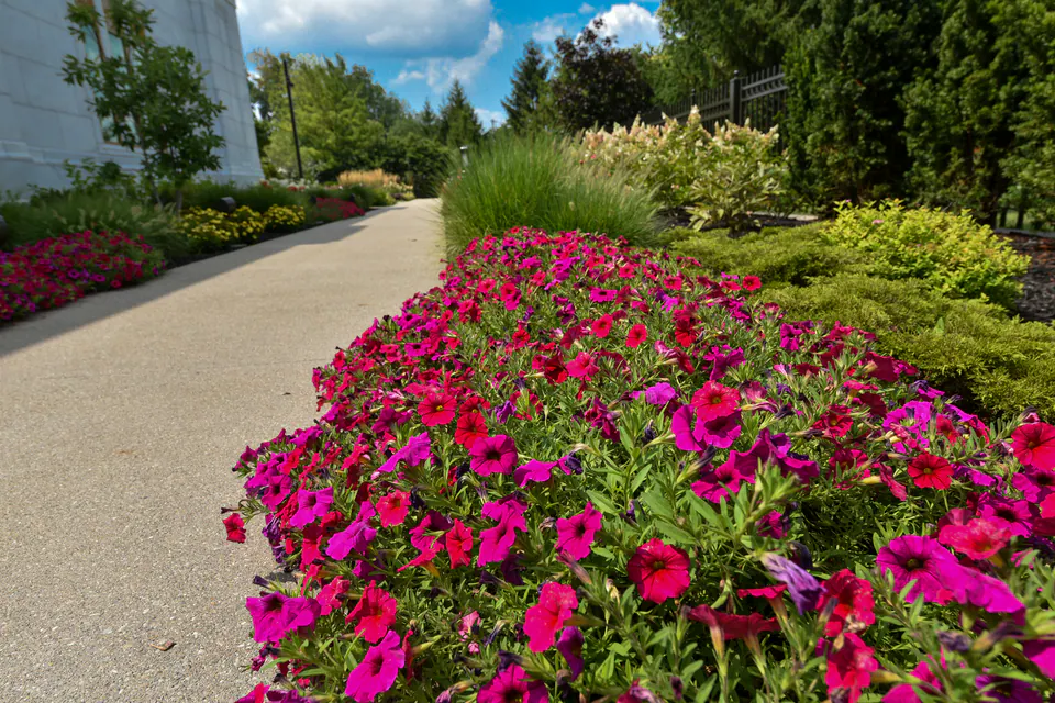 Bed of magenta petunias along a concrete walk with ornamental grasses and shrubs behind