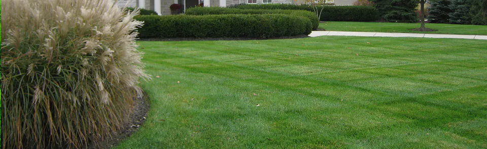 Close view of a striped lawn with an ornamental grass at the edge