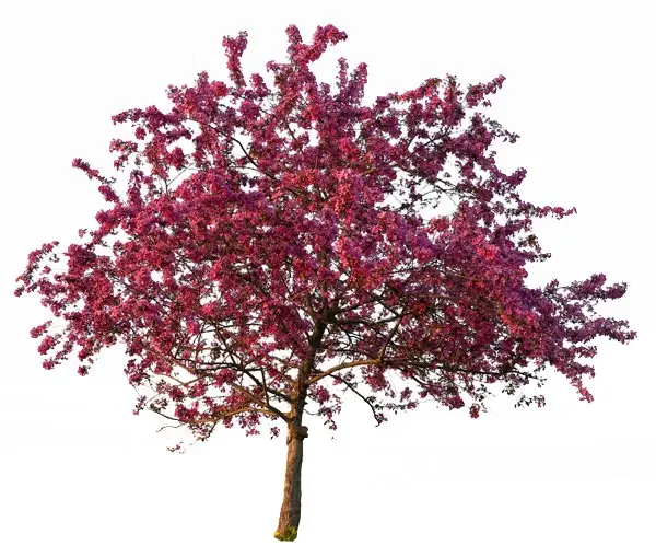 Tree Farm & Nursery 4