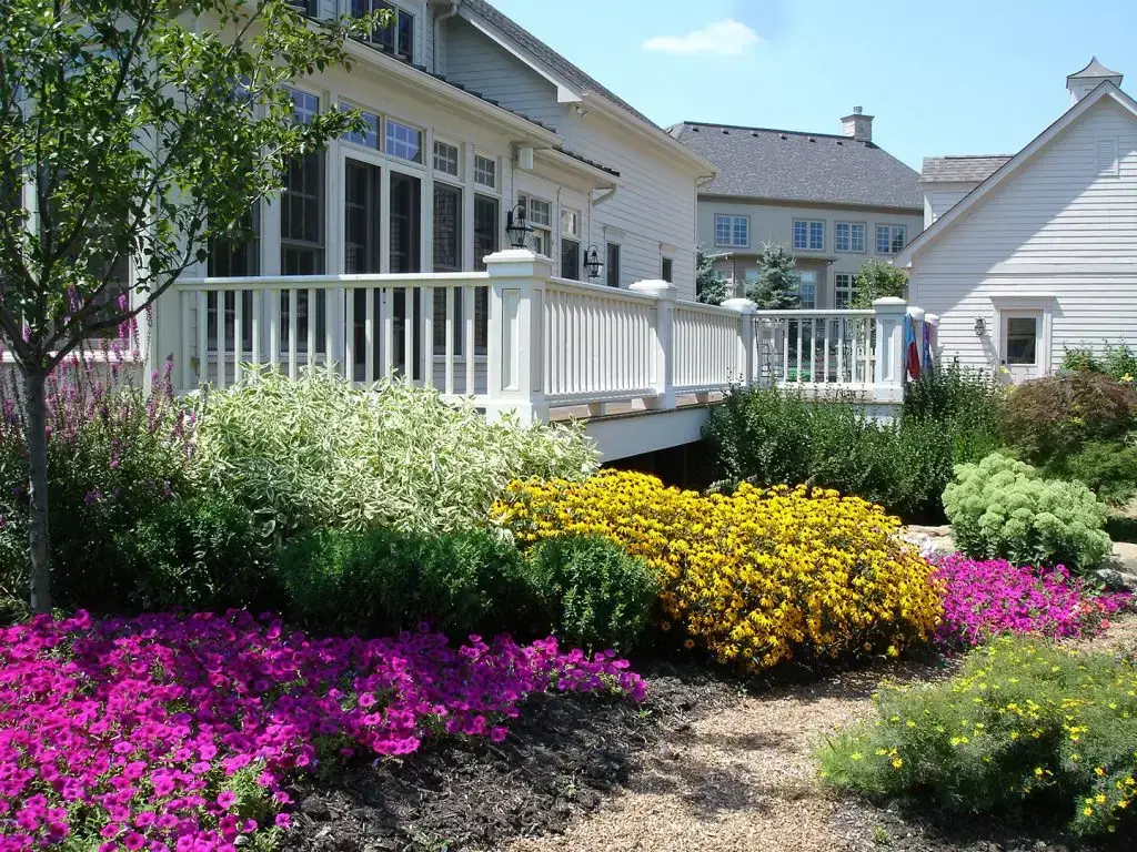 Flowers purple yellow